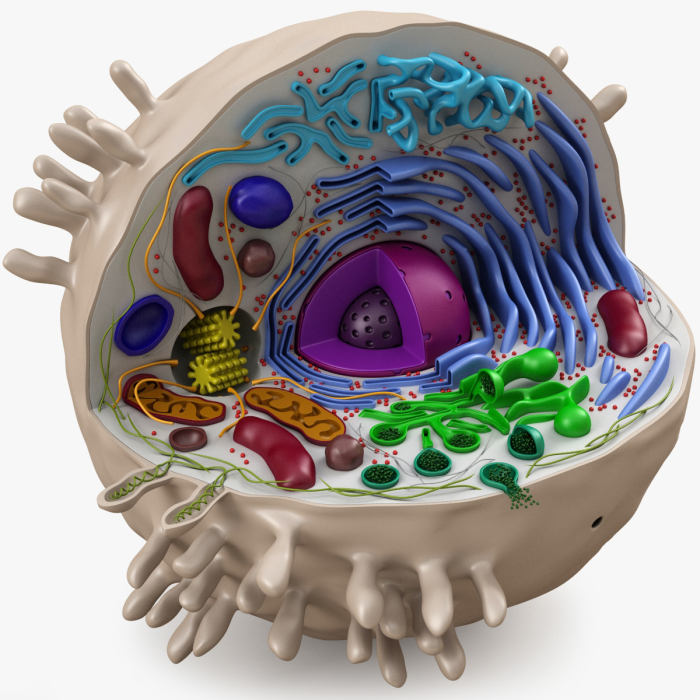 Cells 3d model