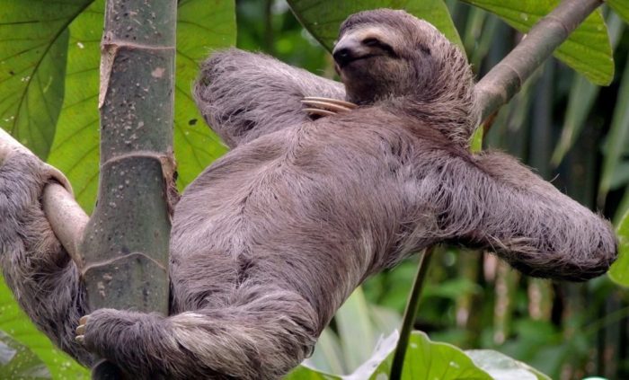 What is the sloth virus?