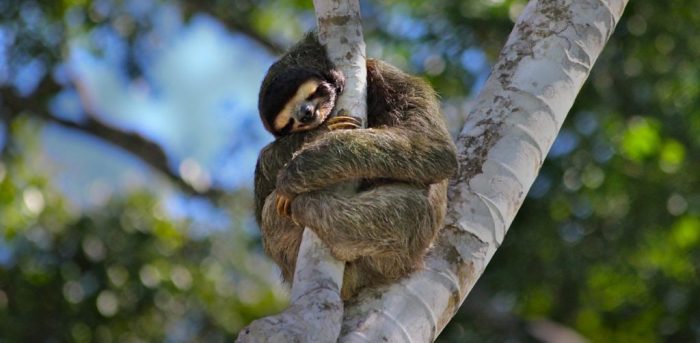 What is the sloth virus?