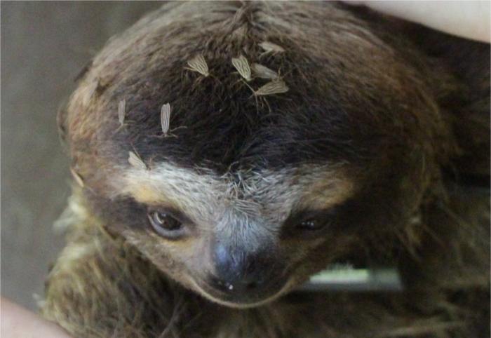 Coronavirus affecting sloths do